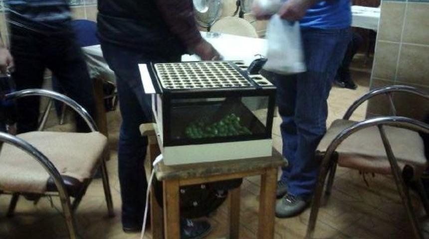 Kahveye Tombala Baskını