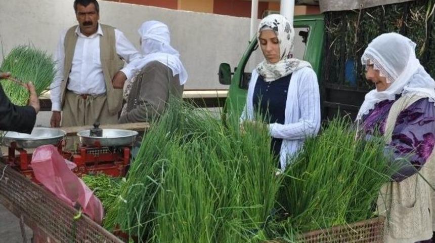 Şırnak&rsquo;ta Peynir Otuna Yoğun İlgi