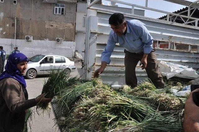 Şırnak’ta Peynir Otuna Yoğun İlgi