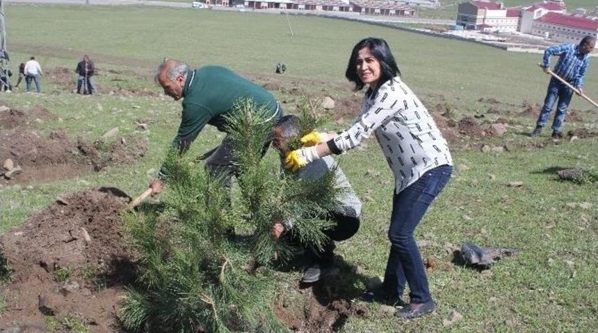 Varto&rsquo;da Fidan Dikimi