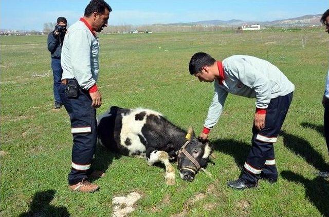 Ahırdan Kaçtı, Polis Yakalayıp Kesti