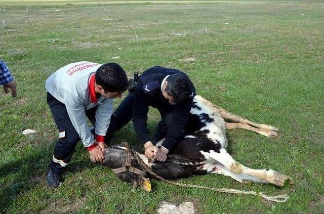 Ahırdan Kaçtı, Polis Yakalayıp Kesti