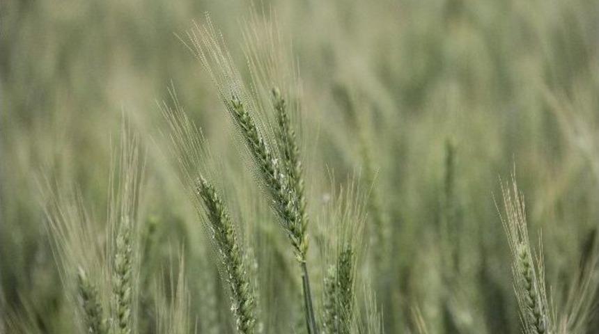 Buğday Başakları D&ouml;rt D&ouml;rtl&uuml;k