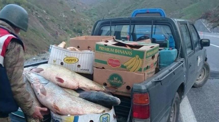 Elazığ&rsquo;da 1,5 Ton Ka&ccedil;ak Balık Ele Ge&ccedil;irildi