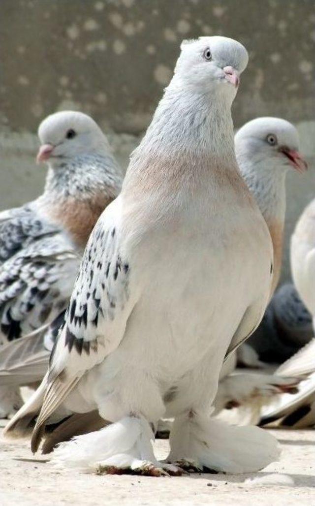 Erzurum’da Güvercin Mezadına Büyük İlgi