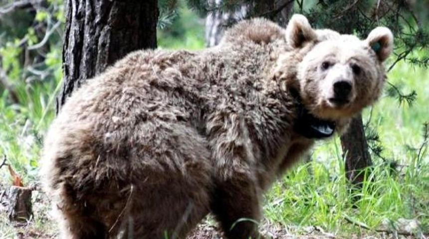 Yaban Hayvanı 'ihaleleri' Yargıya Gidiyor