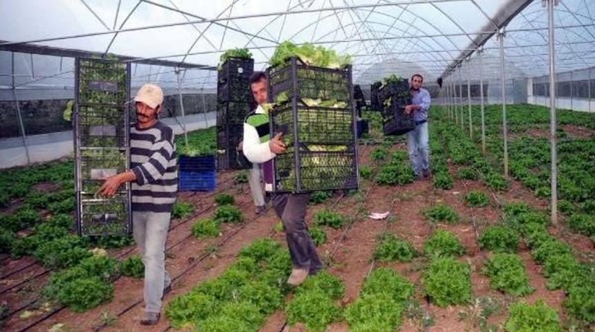 K&ouml;yl&uuml;ler, Kooperatif Kurup Daha Fazla Kazandı