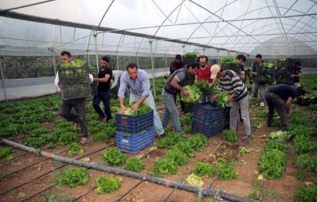 Köylüler, Kooperatif Kurup Daha Fazla Kazandı