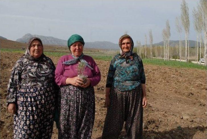 "lavanta Deresi" Projesi Hayata Geçirildi G1