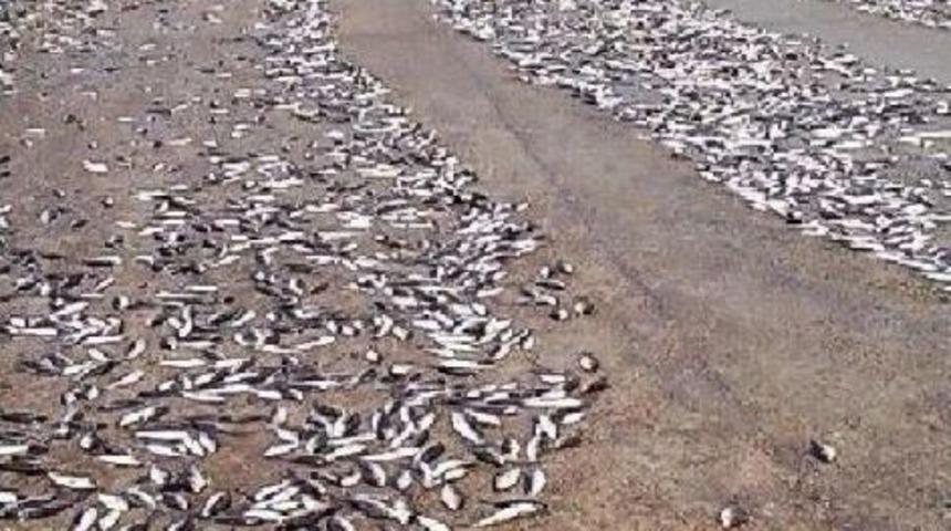 Baraj Taştı, Binlerce Balık Telef Oldu