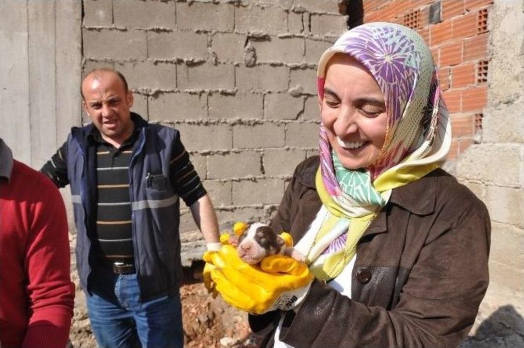 K&ouml;pekten Analık Dersi