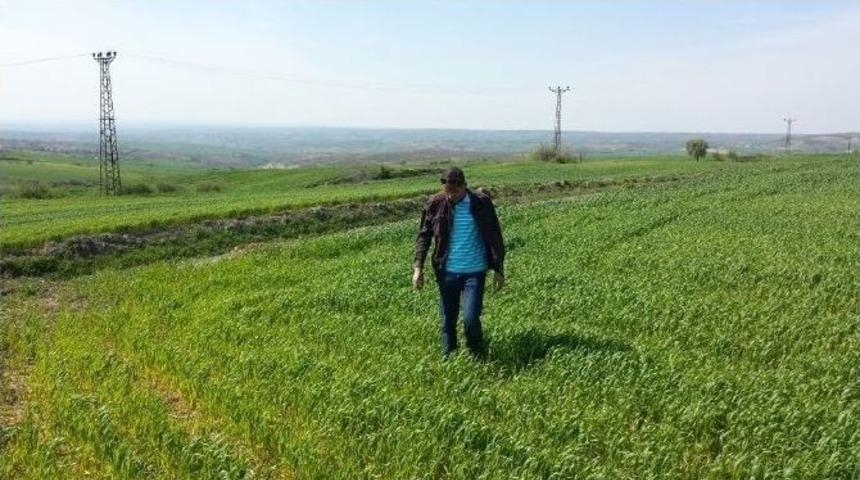 Malkara&rsquo;da S&uuml;ne M&uuml;cadelesi Başladı