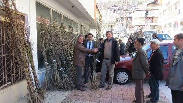 Küre Sosyal Yardımlaşma Ve Dayanışma Vakfından Vatandaşlara Fidan Desteği