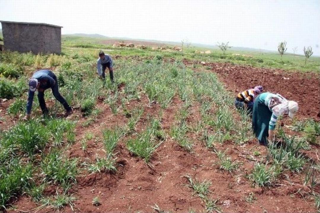 (&ouml;zel Haber) Alternatif &Uuml;retim Ve İstihdam Derneği&rsquo;nden M&uuml;thiş Proje