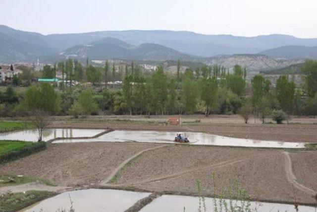 Sinop'ta 30 Bin Ton Pirinç Üretiliyor