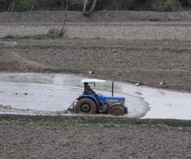 Sinop'ta 30 Bin Ton Pirinç Üretiliyor