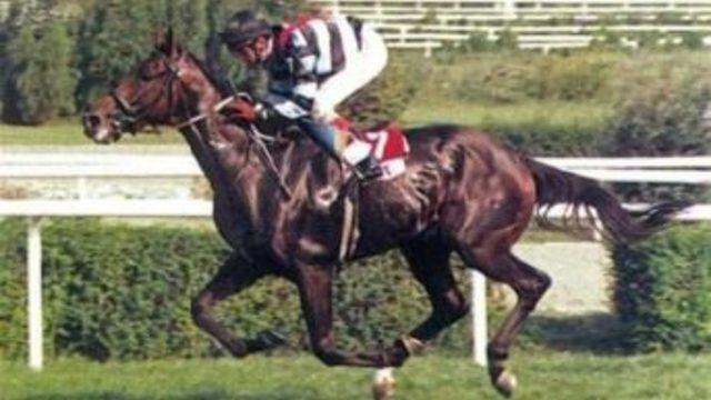 Legendary Champion Thoroughbred Bold Pilot Dead At 22