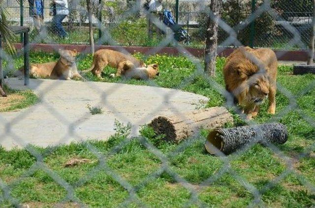 Üçüz Aslan Yavruları Ilk Kez Babaları Ile Buluştu