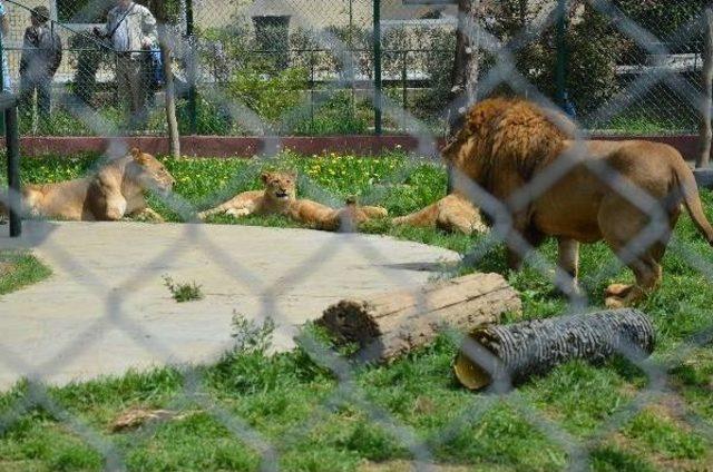 Üçüz Aslan Yavruları Ilk Kez Babaları Ile Buluştu