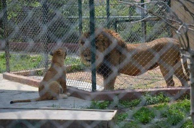 Üçüz Aslan Yavruları Ilk Kez Babaları Ile Buluştu