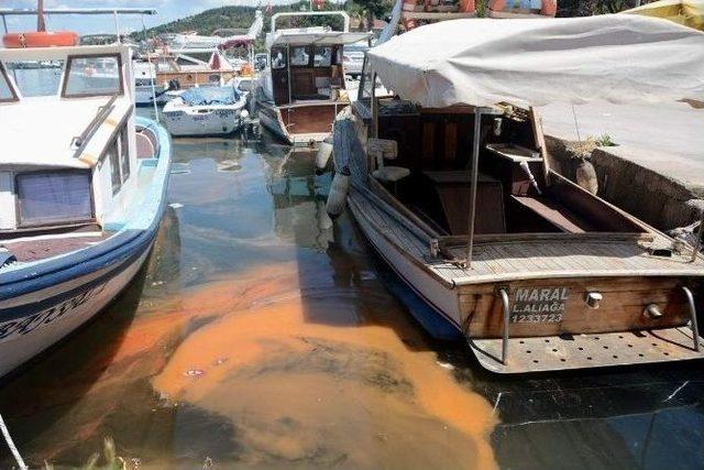 Aliağa Sahilinde Turuncu Renk Paniği