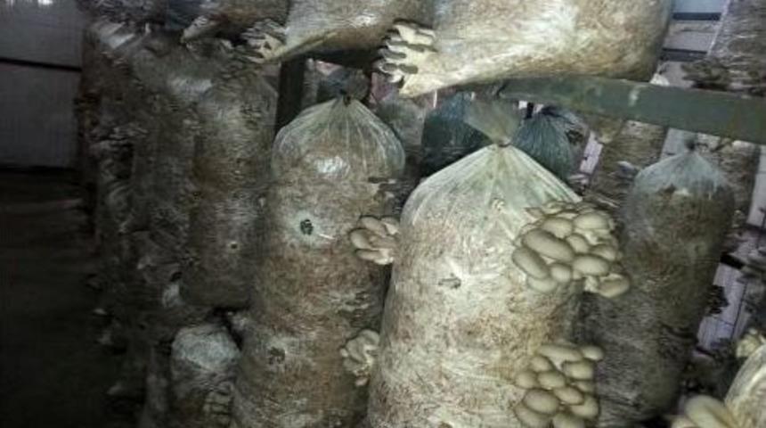 Sakarya&rsquo;da Kayın Mantarı Yaygınlaşıyor