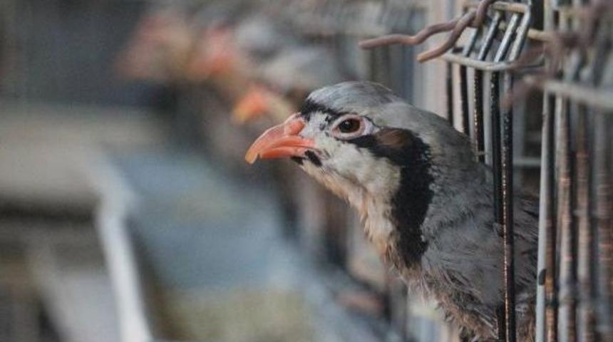 Kınalı Keklikle S&uuml;ne M&uuml;cadelesi