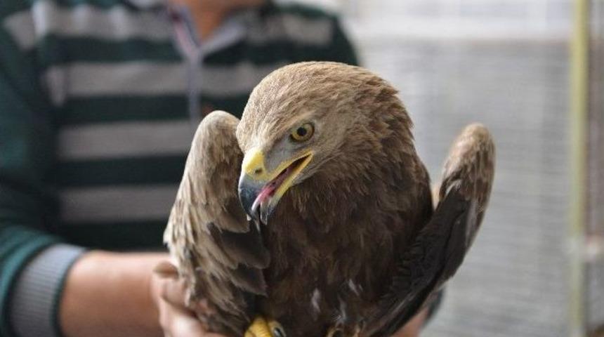 Tedavi Edilen Yabani Kuşlar Doğaya Bırakılıyor