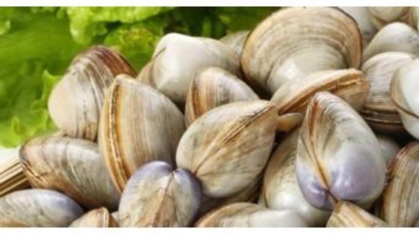 Beyaz Kum Midyesi Av Yasağı Başladı