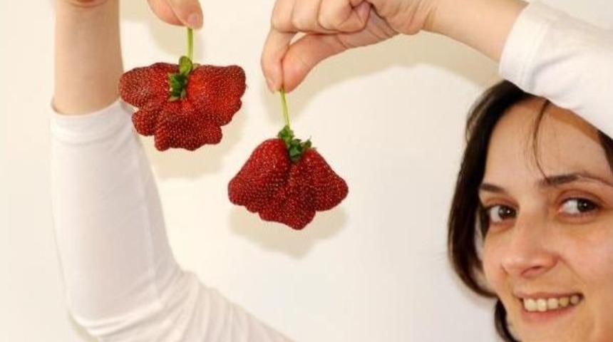 Kış Uzun S&uuml;rd&uuml;, &Ccedil;ileğin Şekli Bozuldu