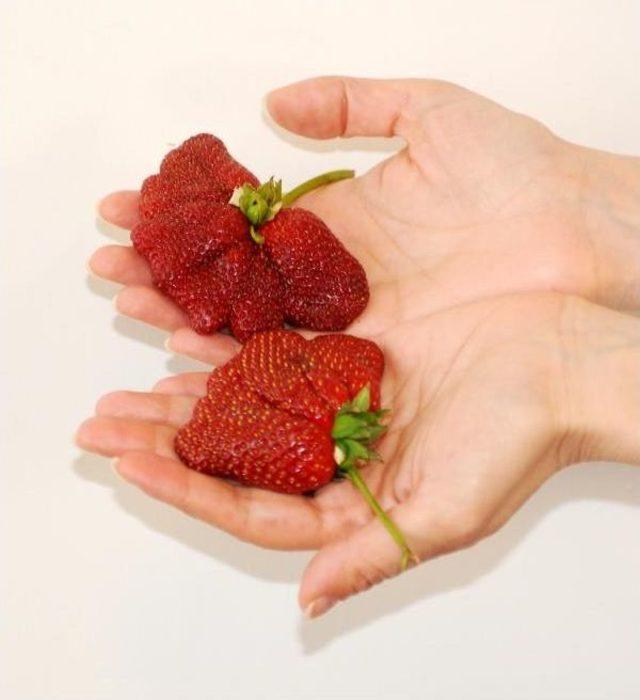 Kış Uzun Sürdü, Çileğin Şekli Bozuldu 1