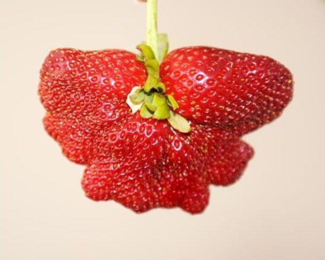 Kış Uzun Sürdü, Çileğin Şekli Bozuldu 2