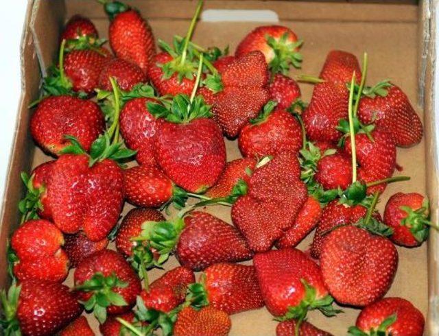 Kış Uzun Sürdü, Çileğin Şekli Bozuldu 3