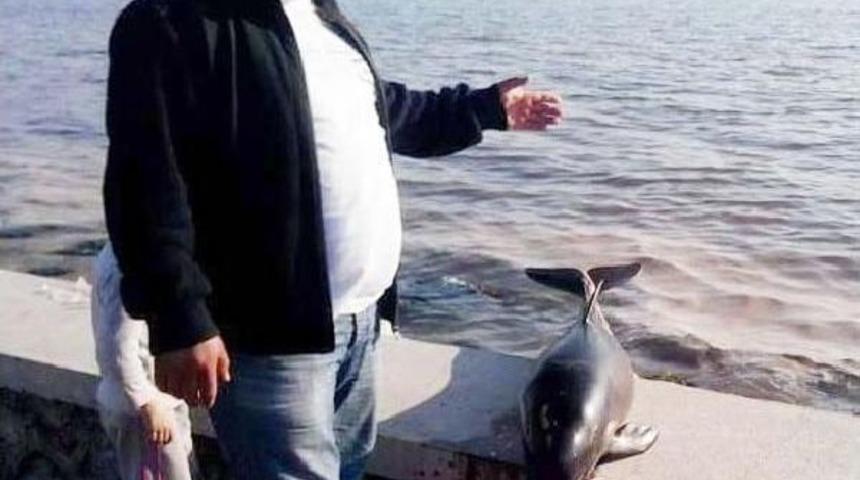 İzmit K&ouml;rfezi'nde Yunus &Ouml;l&uuml;leri Endişelendirdi