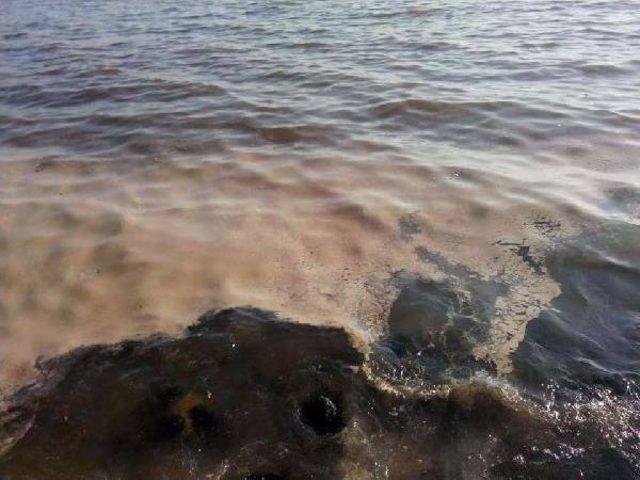 İzmit K&ouml;rfezi nde Yunus &Ouml;l&uuml;leri Endişelendirdi 1