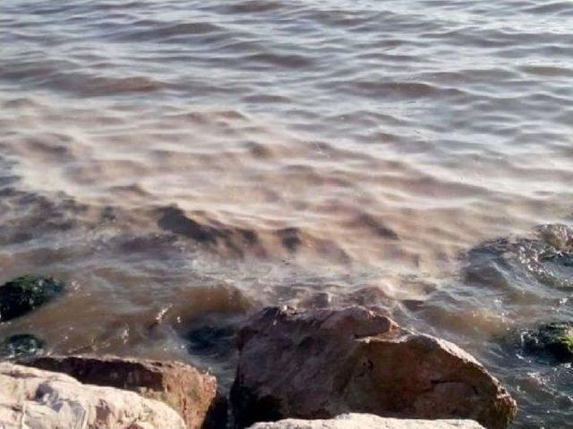 İzmit K&ouml;rfezi nde Yunus &Ouml;l&uuml;leri Endişelendirdi 2