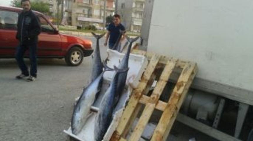 Ka&ccedil;ak Balık Satıcılarına G&ouml;z A&ccedil;tırılmıyor