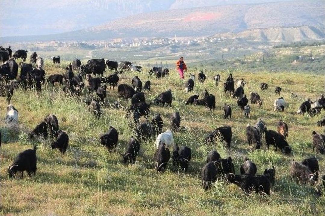(&ouml;zel Haber) Sarıke&ccedil;ili Y&ouml;r&uuml;klerinin Yayla G&ouml;&ccedil;&uuml; Başladı