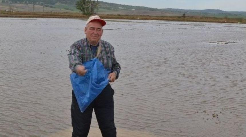 Trakya&rsquo;da İlk &Ccedil;eltik Tohumu Toprakla Buluştu