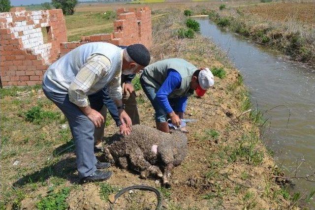 Trakya’da İlk Çeltik Tohumu Toprakla Buluştu