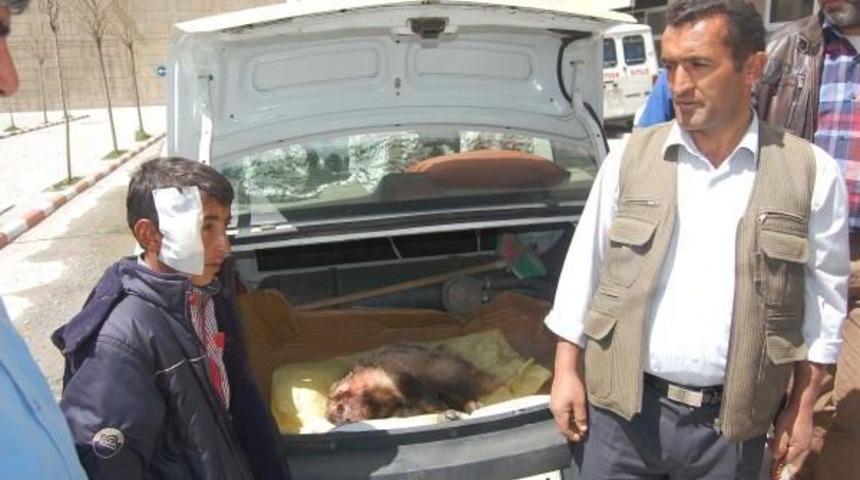 Uyurken Porsukun Saldırısına Uğradı