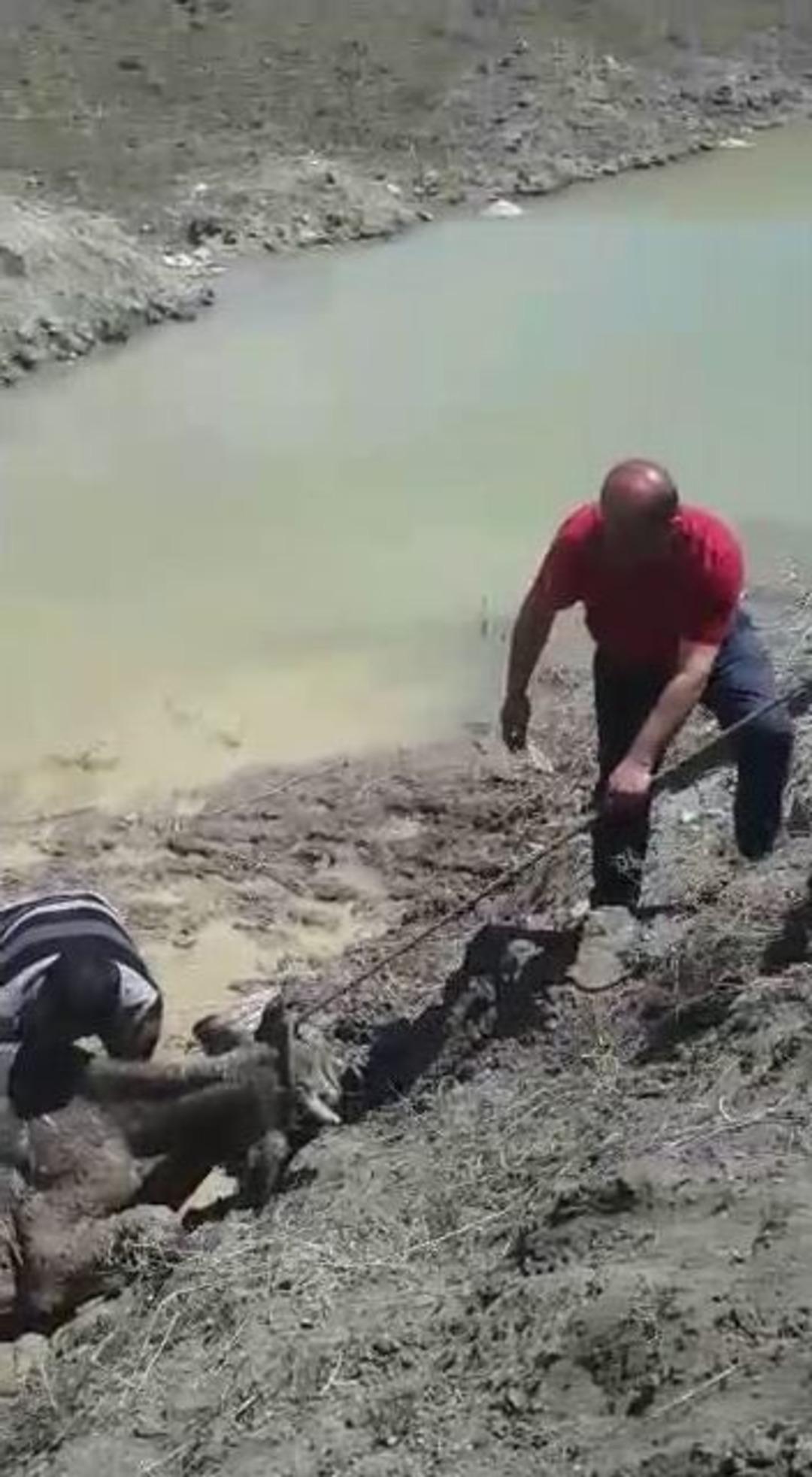 İtfaiye Ekiplerinden İnek Kurtarma Operasyonu