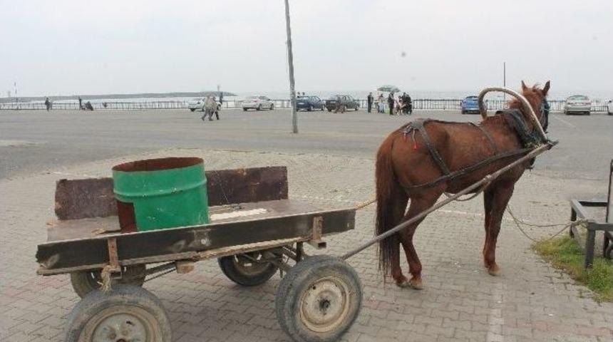 At Arabası Otomobille &Ccedil;arpıştı