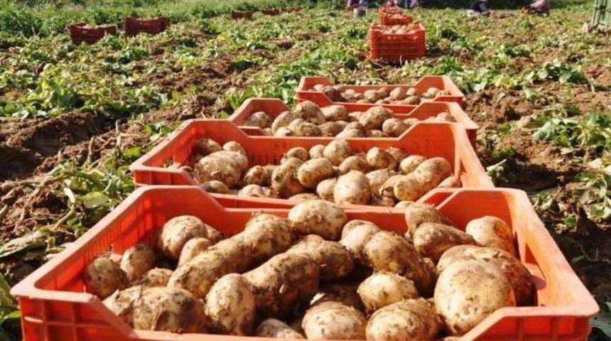 &Ouml;demiş&rsquo;in Sarıkız Patatesi &Ccedil;ıktı