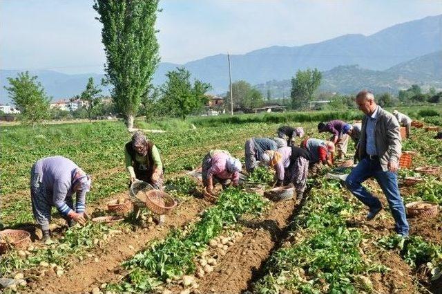 Ödemiş’in Sarıkız Patatesi Çıktı