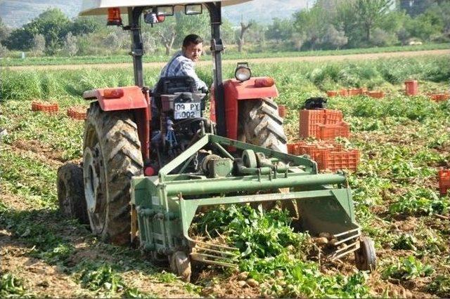 Ödemiş’in Sarıkız Patatesi Çıktı