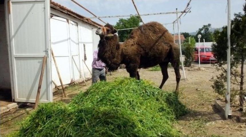 Burhaniye&rsquo;de G&uuml;reş Develerine Bahar Bakımı