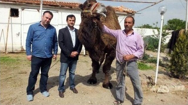 Burhaniye’de Güreş Develerine Bahar Bakımı