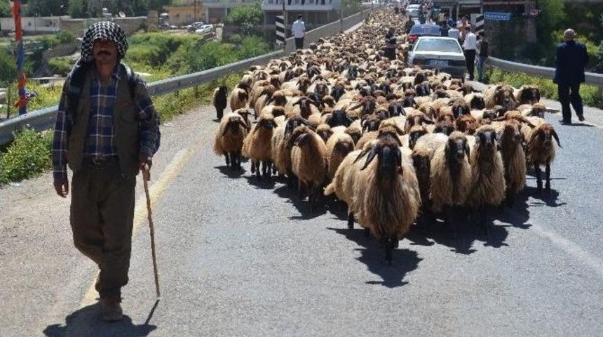 G&ouml;&ccedil;erlerin Zorlu Yolculuğu Başladı