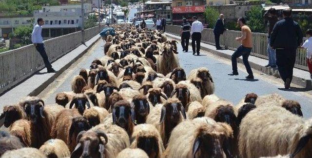 G&ouml;&ccedil;erlerin Zorlu Yolculuğu Başladı 1